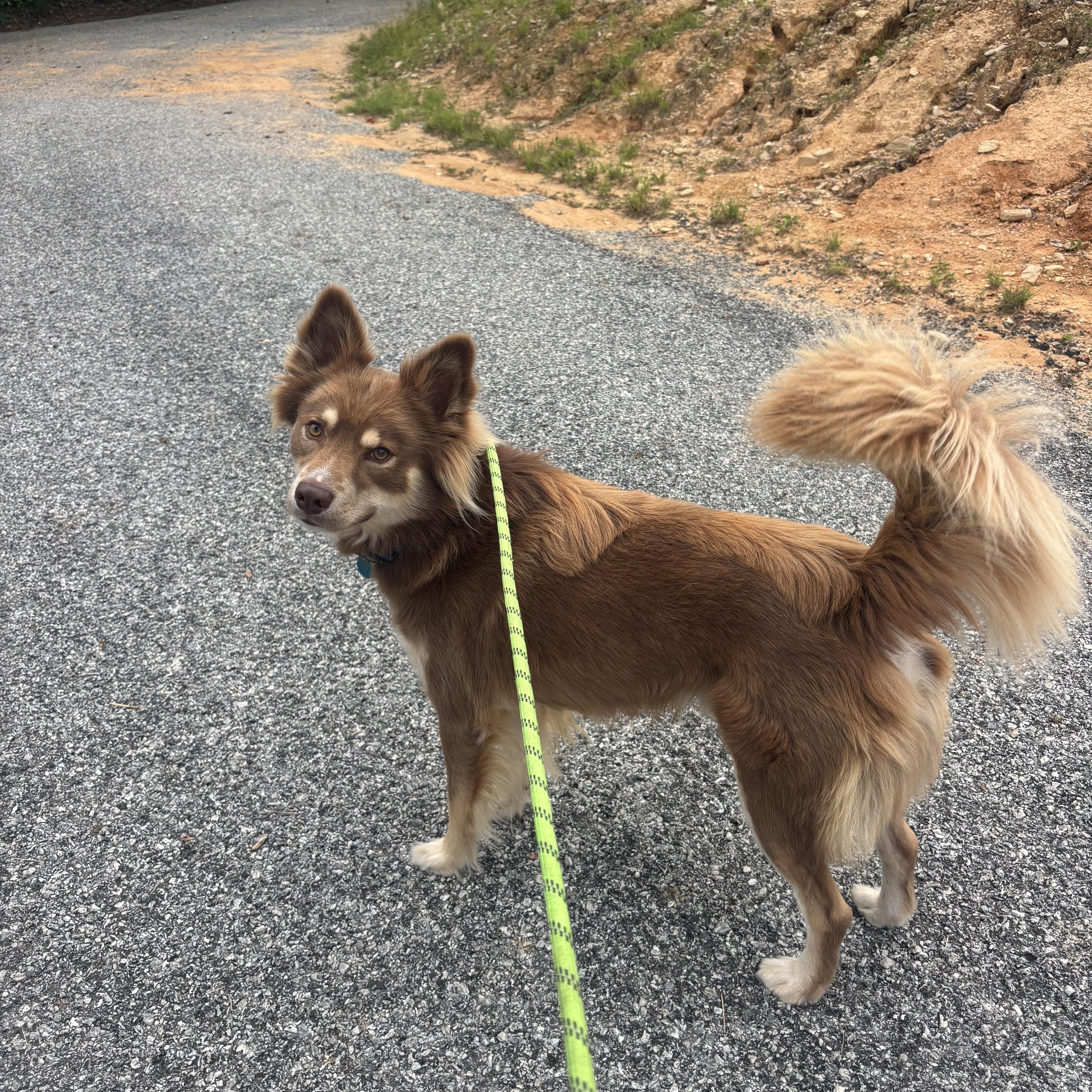 Enlarge RUSTY, a Adopted mixed breed in East Flat Rock, NC image 6/6