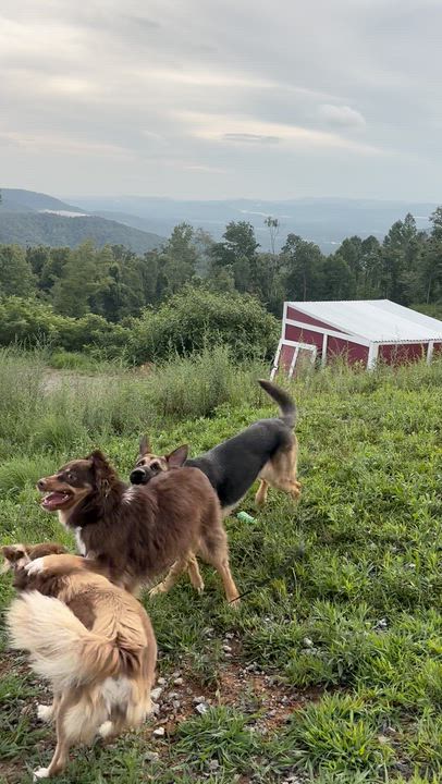 Enlarge RUSTY, a Adopted mixed breed in East Flat Rock, NC video 4/6