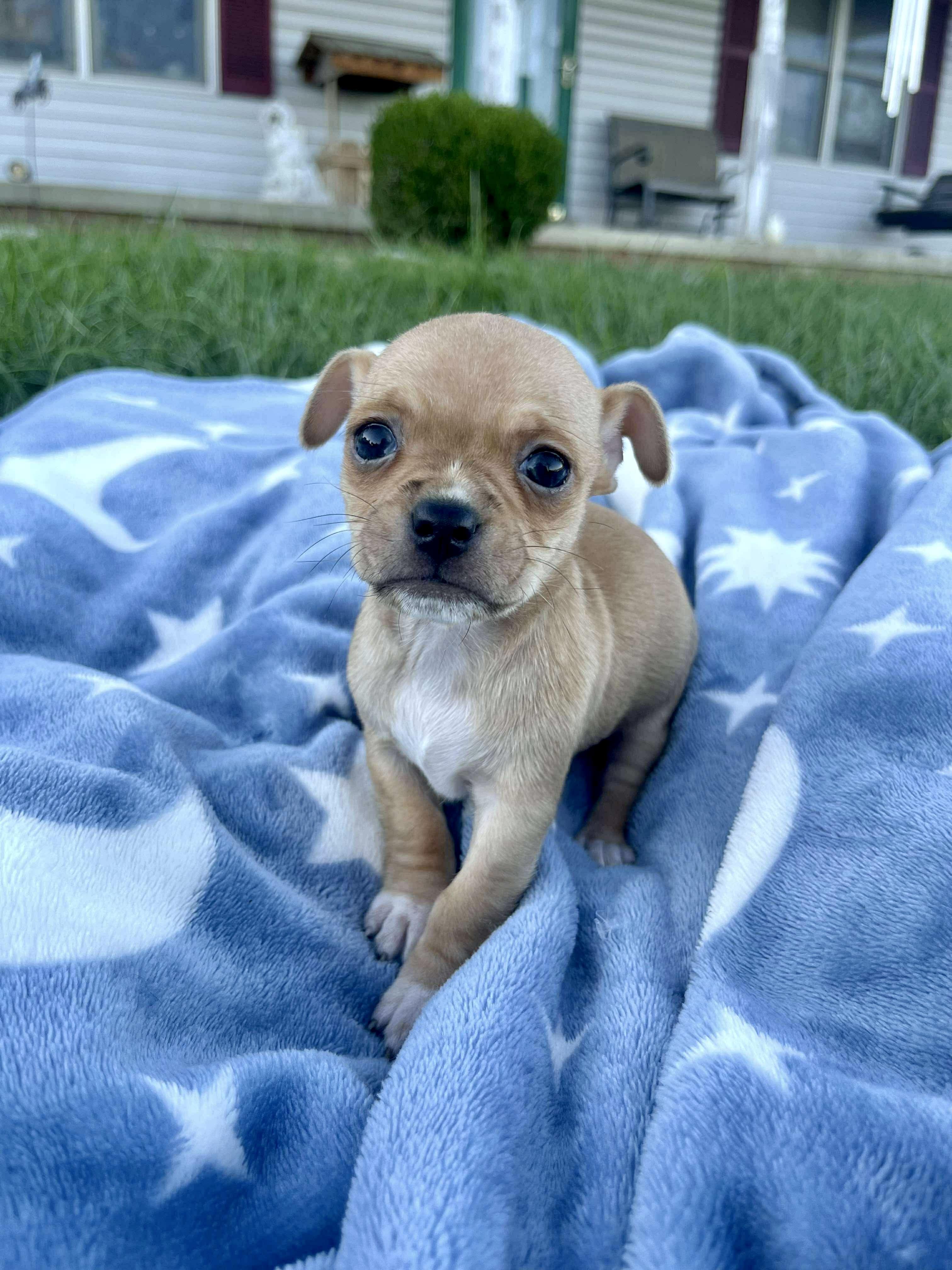 Marble, Adopted, Young Female Chihuahua.