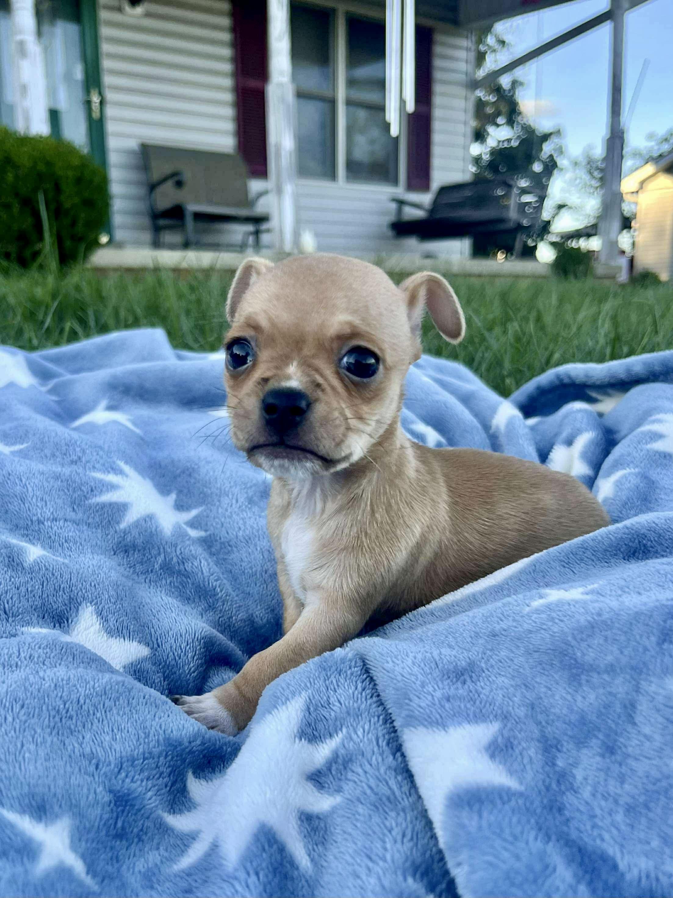 Enlarge Marble, a Adopted mixed breed in Richmond, KY image 3/4