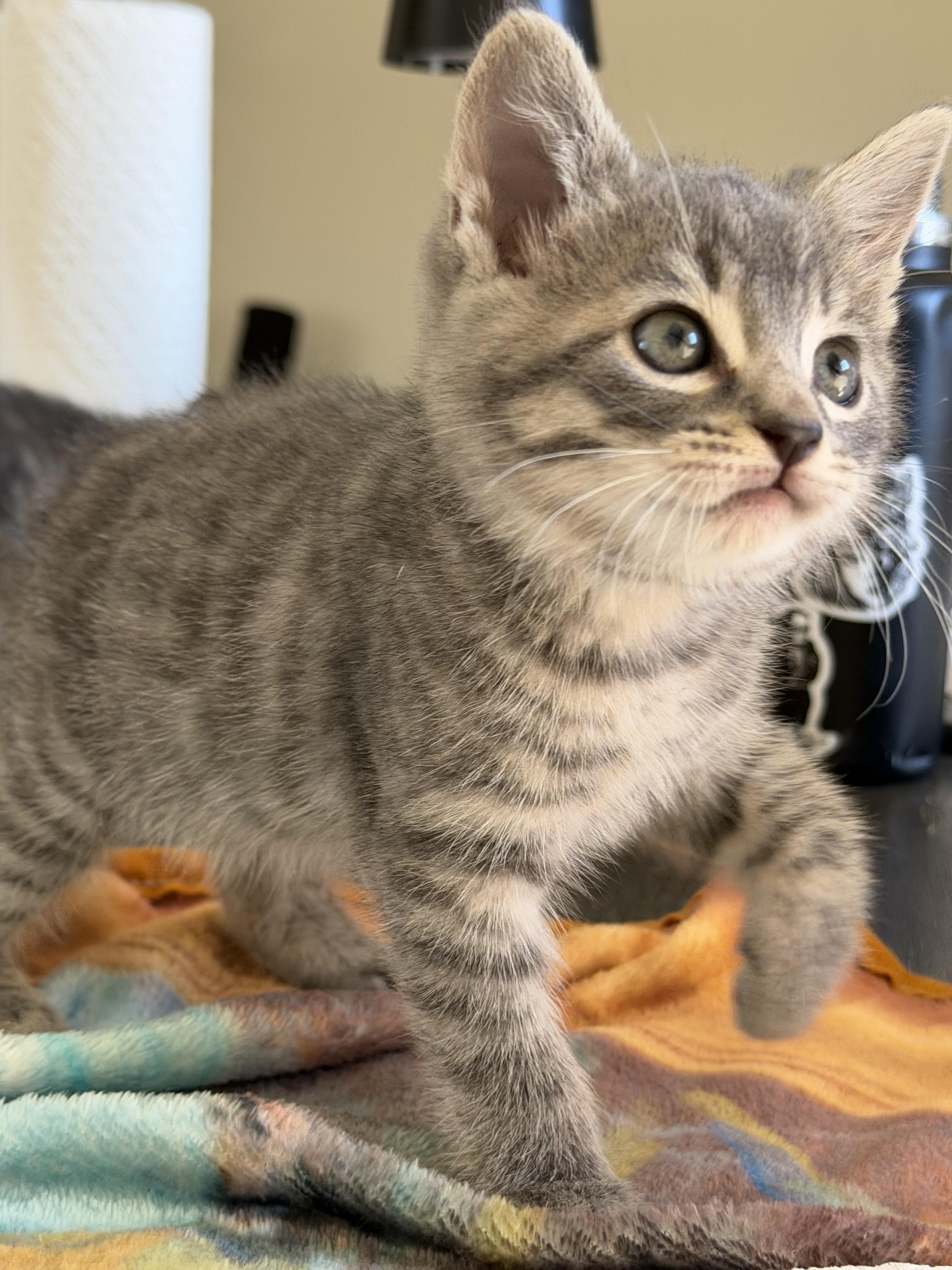 Enlarge Judith, a Adoptable mixed breed in Penryn, CA image 2/2