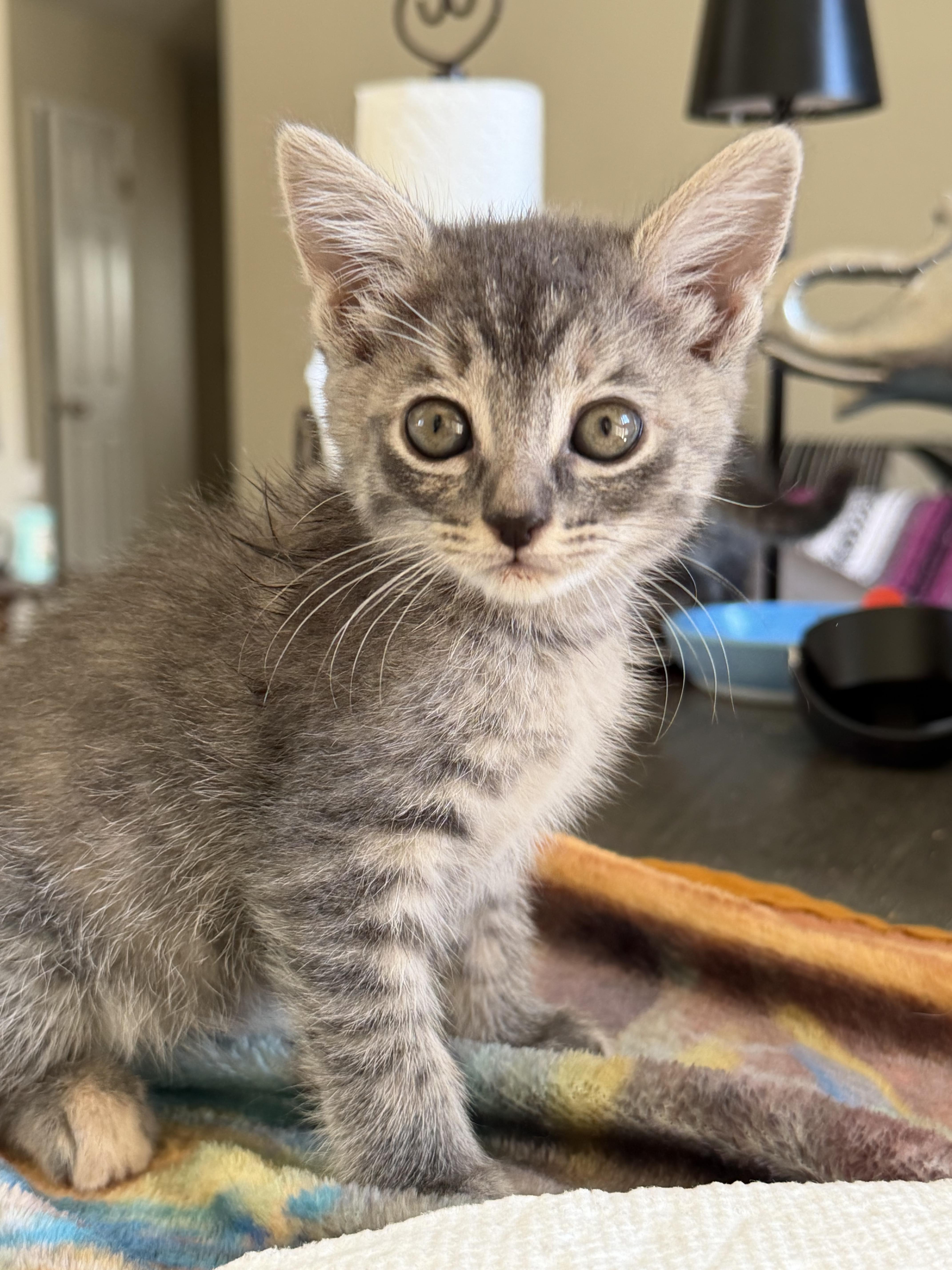 Judith, Adoptable, Kitten Female Domestic Short Hair.