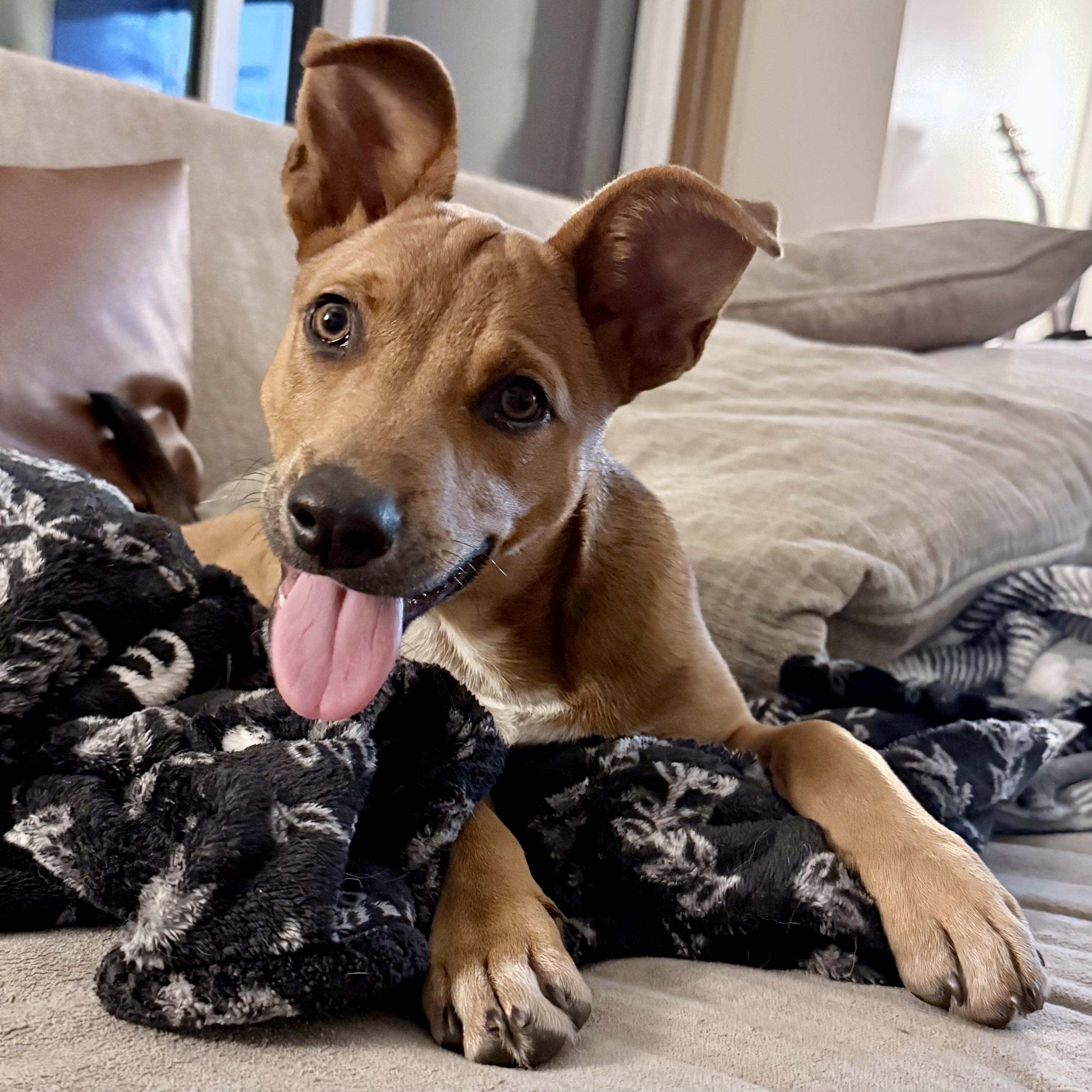 Enlarge Kit, a Adoptable Mixed Breed in Prior Lake, MN image 3/4