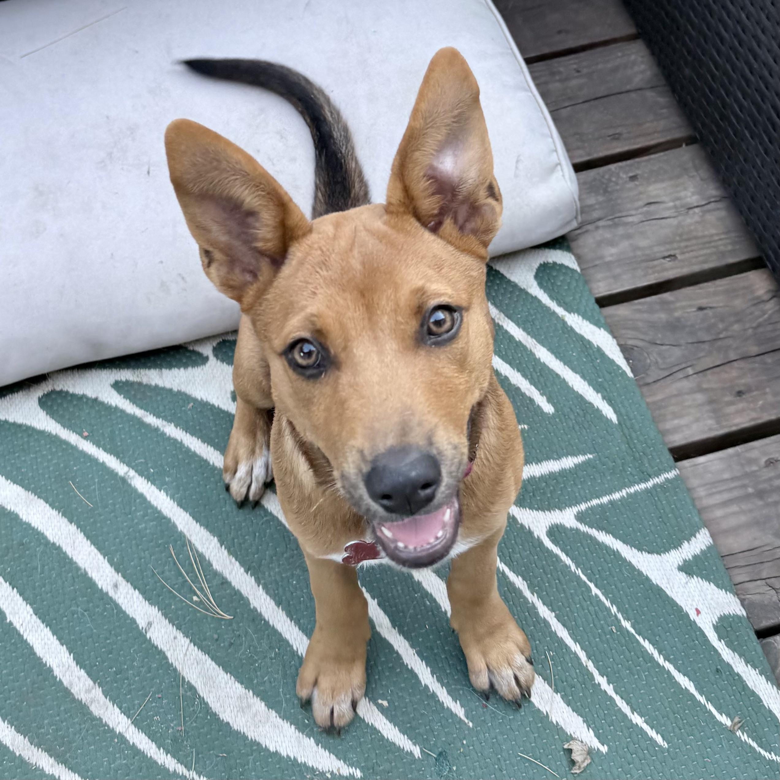 Enlarge Kit, a Adoptable Mixed Breed in Prior Lake, MN image 2/4