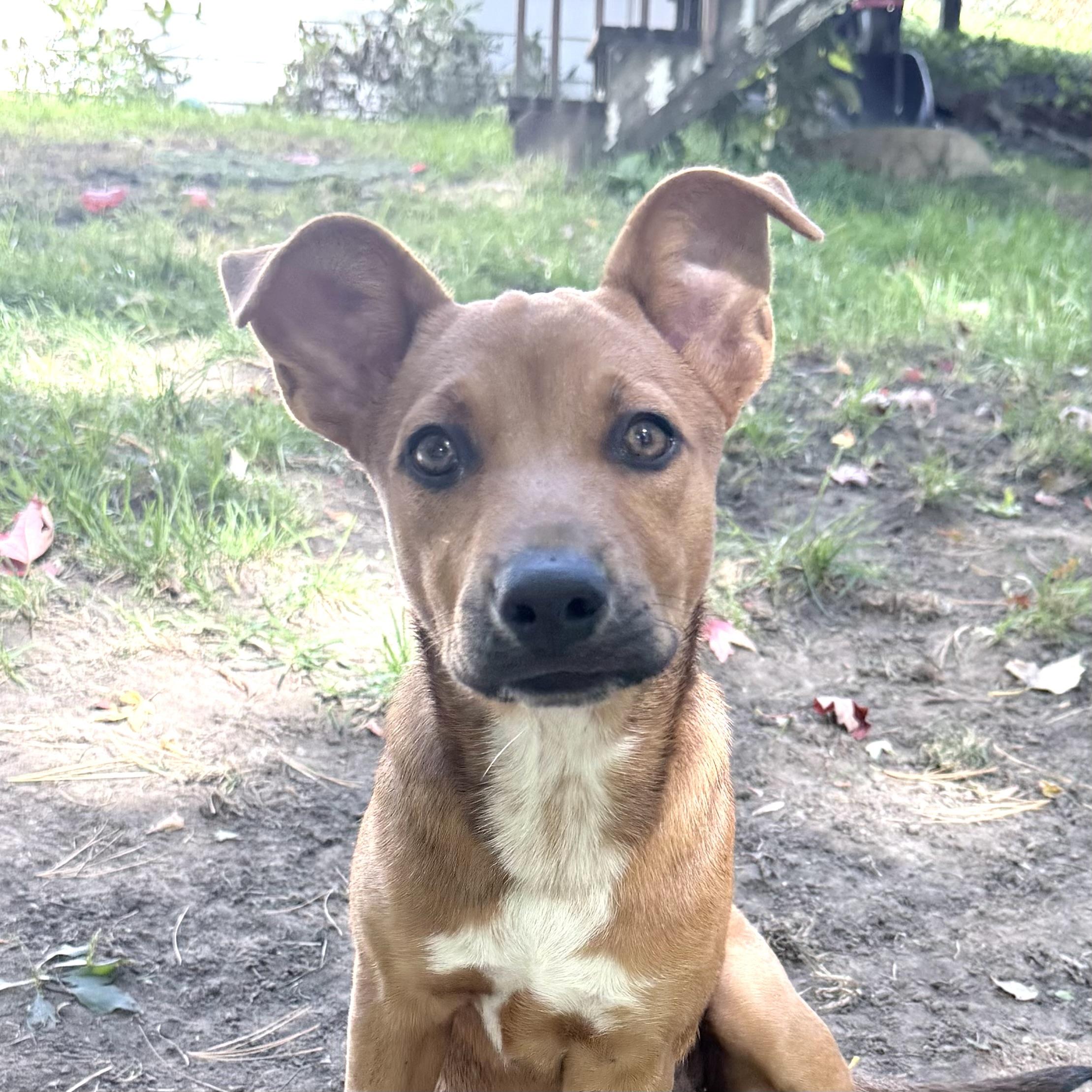 Kit, Adoptable, Puppy Female Mixed Breed.