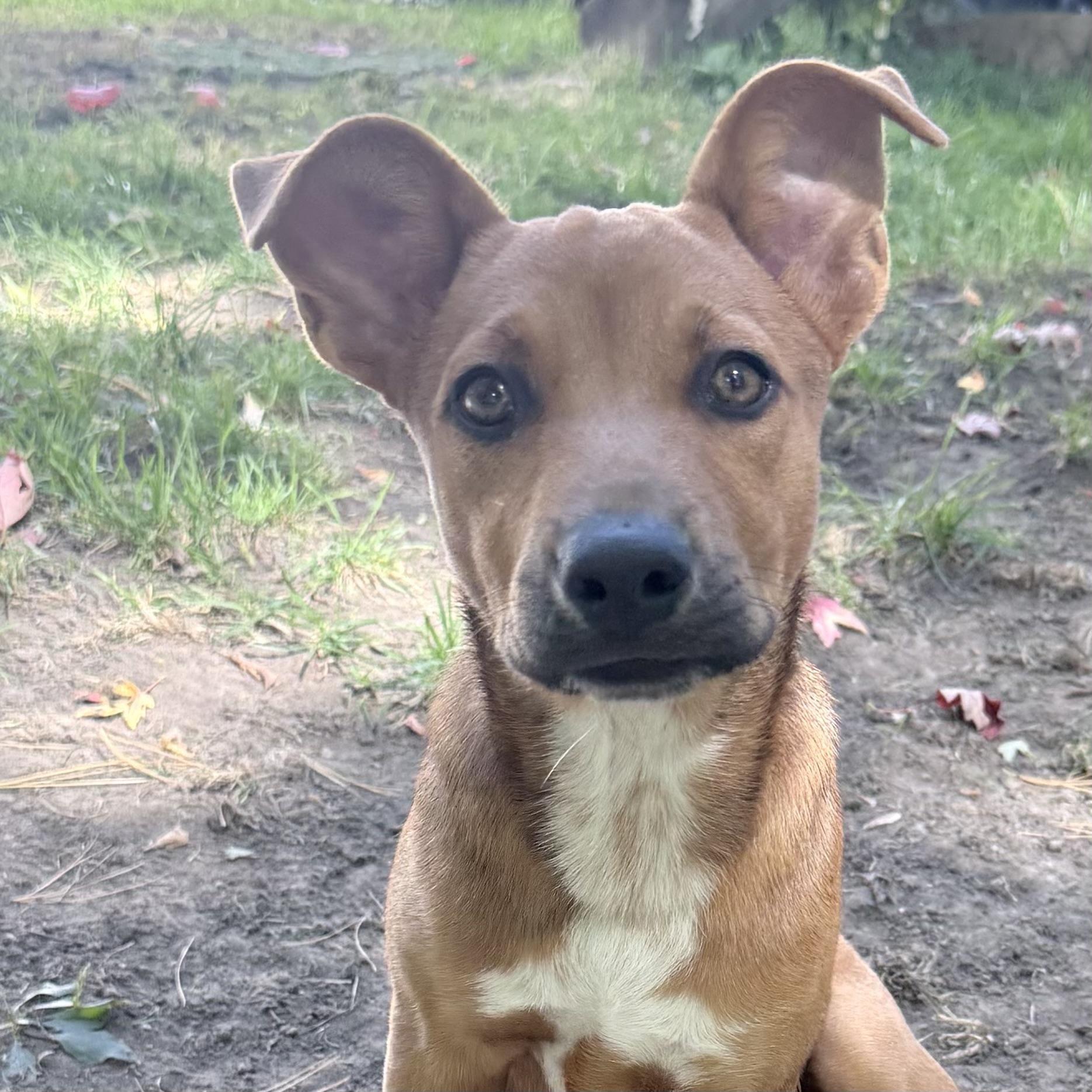 Enlarge Kit, a Adoptable Mixed Breed in Prior Lake, MN image 4/4