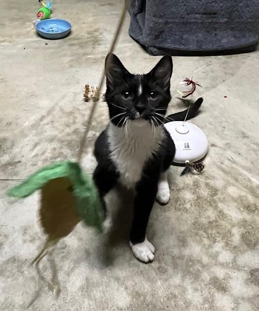 Enlarge Alvin, a Adopted Domestic Short Hair in Atlanta, GA image 2/4