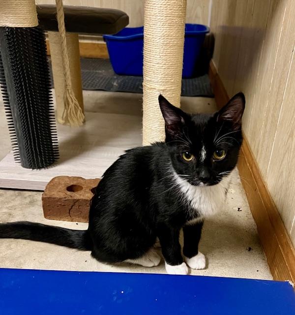 Enlarge Alvin, a Adopted Domestic Short Hair in Atlanta, GA image 4/4