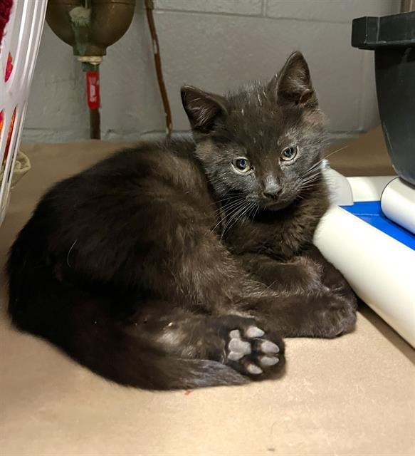 RYE GUY, Adoptable, Kitten Male Domestic Short Hair.