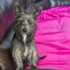 Enlarge Dorothy, a Adoptable Cairn Terrier in Palm Harbor, FL image 4/5