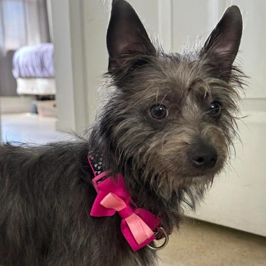 Enlarge Dorothy, a Adoptable Cairn Terrier in Palm Harbor, FL image 1/5