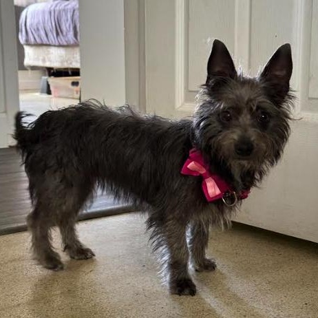 Enlarge Dorothy, a Adoptable Cairn Terrier in Palm Harbor, FL image 2/5
