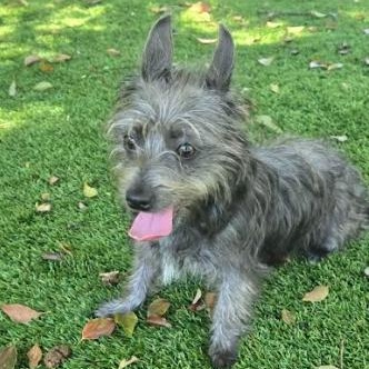Enlarge Dorothy, a Adoptable Cairn Terrier in Palm Harbor, FL image 3/5