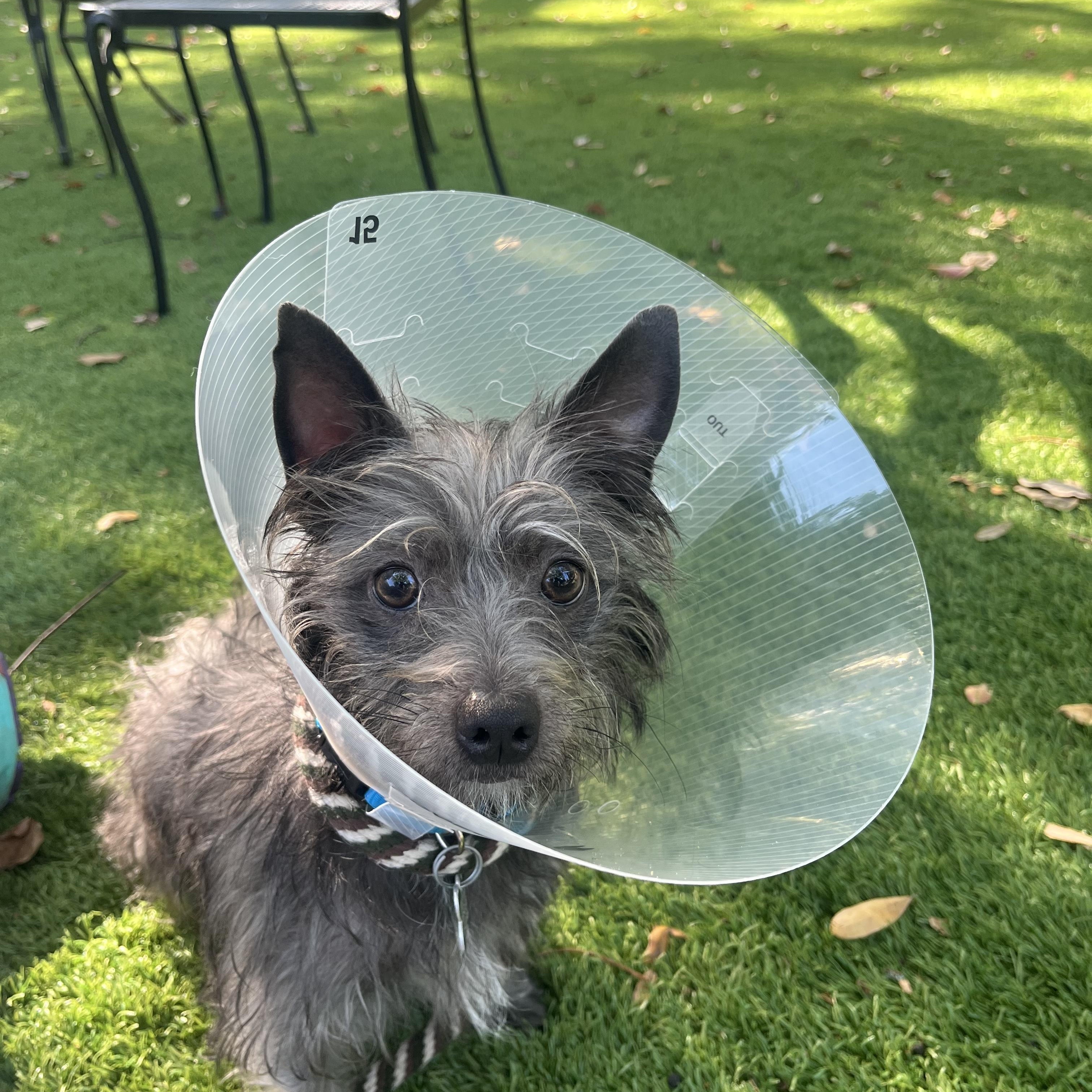Enlarge Dorothy, a Adoptable Cairn Terrier in Palm Harbor, FL image 5/5