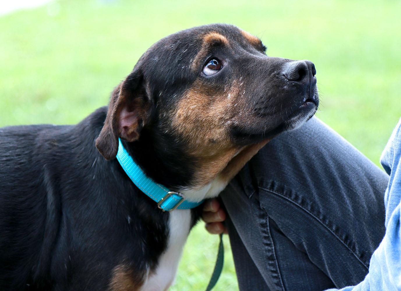 Enlarge Diego (AO37360), a Adoptable mixed breed in Kansas City, KS image 2/6