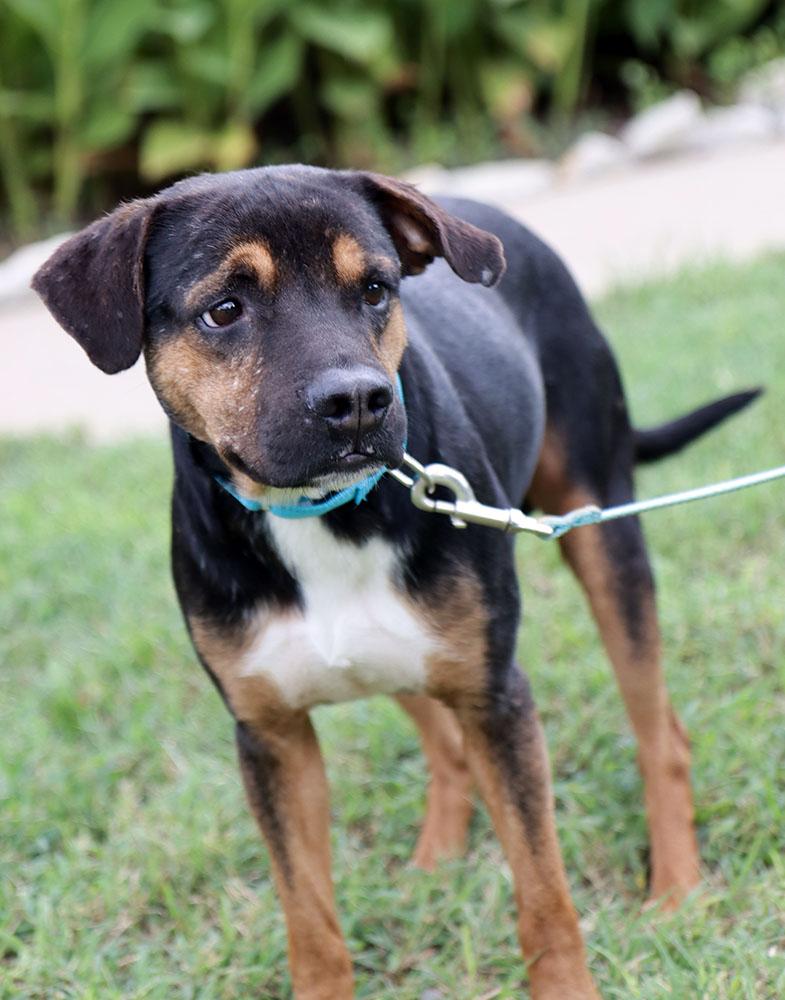 Enlarge Diego (AO37360), a Adoptable mixed breed in Kansas City, KS image 6/6