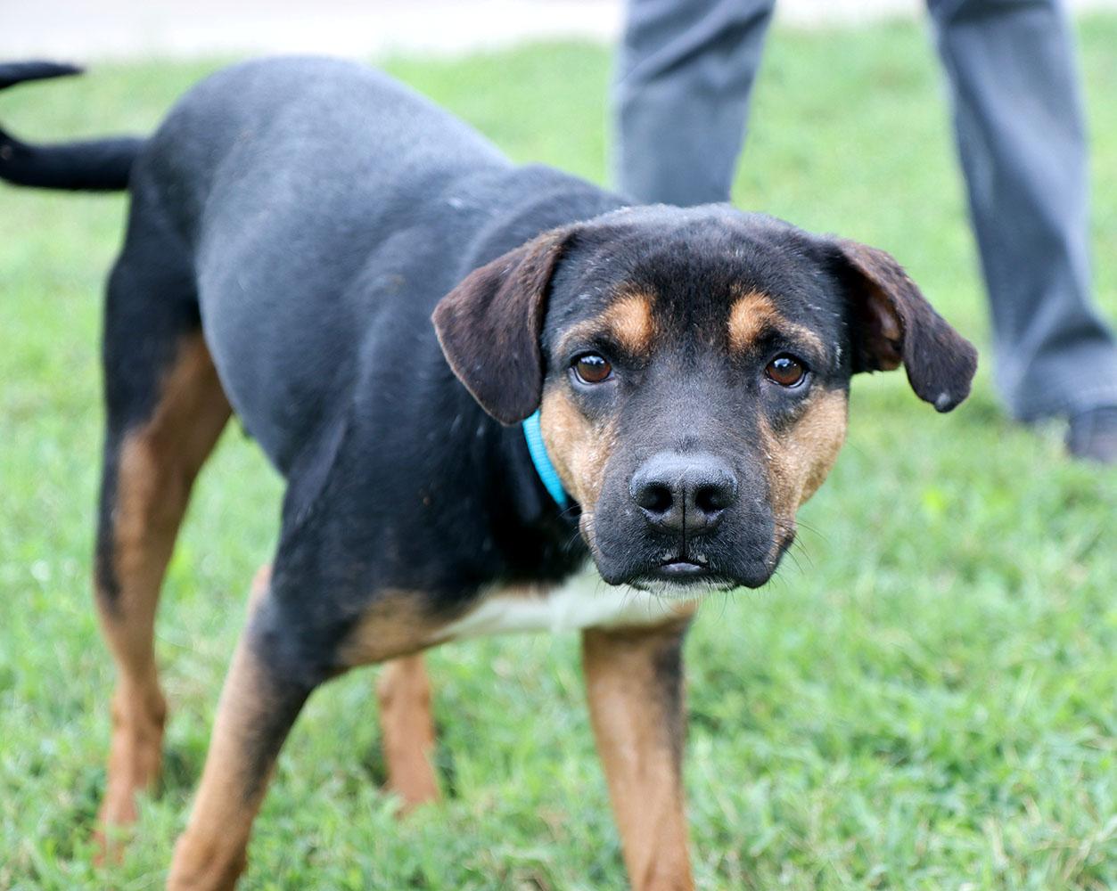 Enlarge Diego (AO37360), a Adoptable mixed breed in Kansas City, KS image 5/6