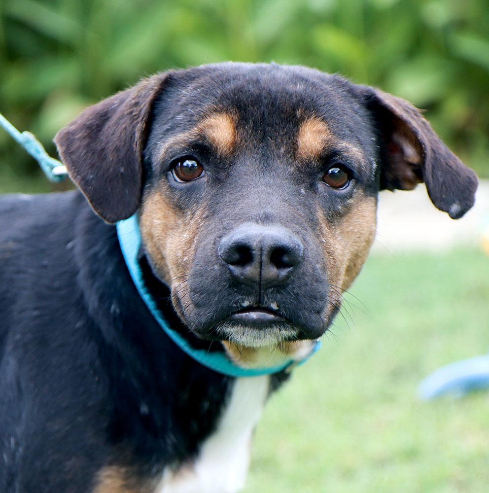 Diego (AO37360), Adoptable, Young Male Terrier.