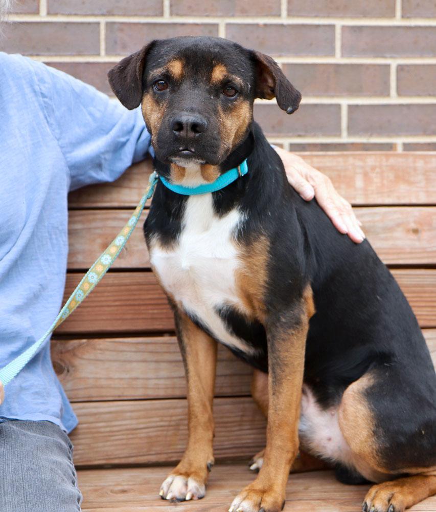 Enlarge Diego (AO37360), a Adoptable mixed breed in Kansas City, KS image 3/6