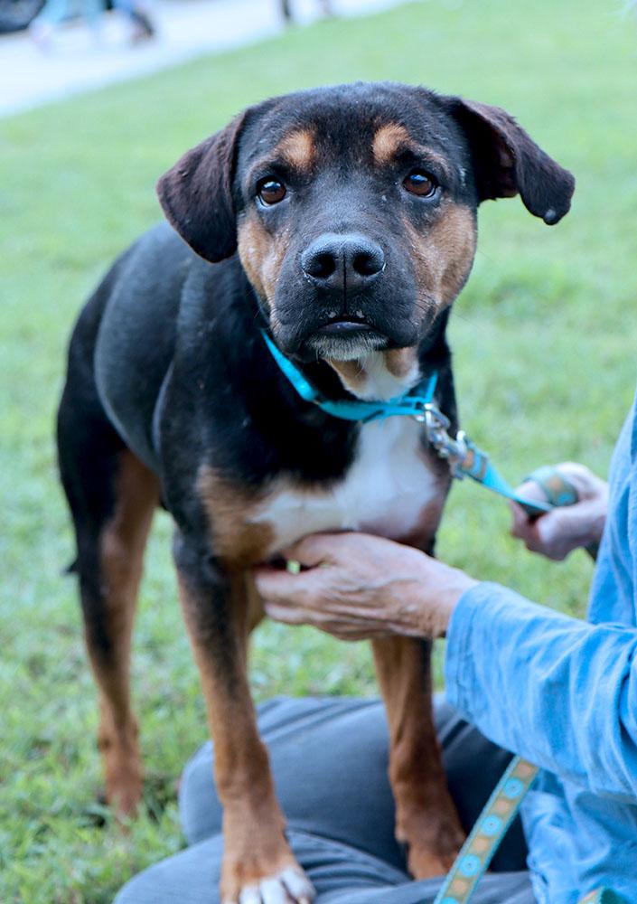 Enlarge Diego (AO37360), a Adoptable mixed breed in Kansas City, KS image 4/6