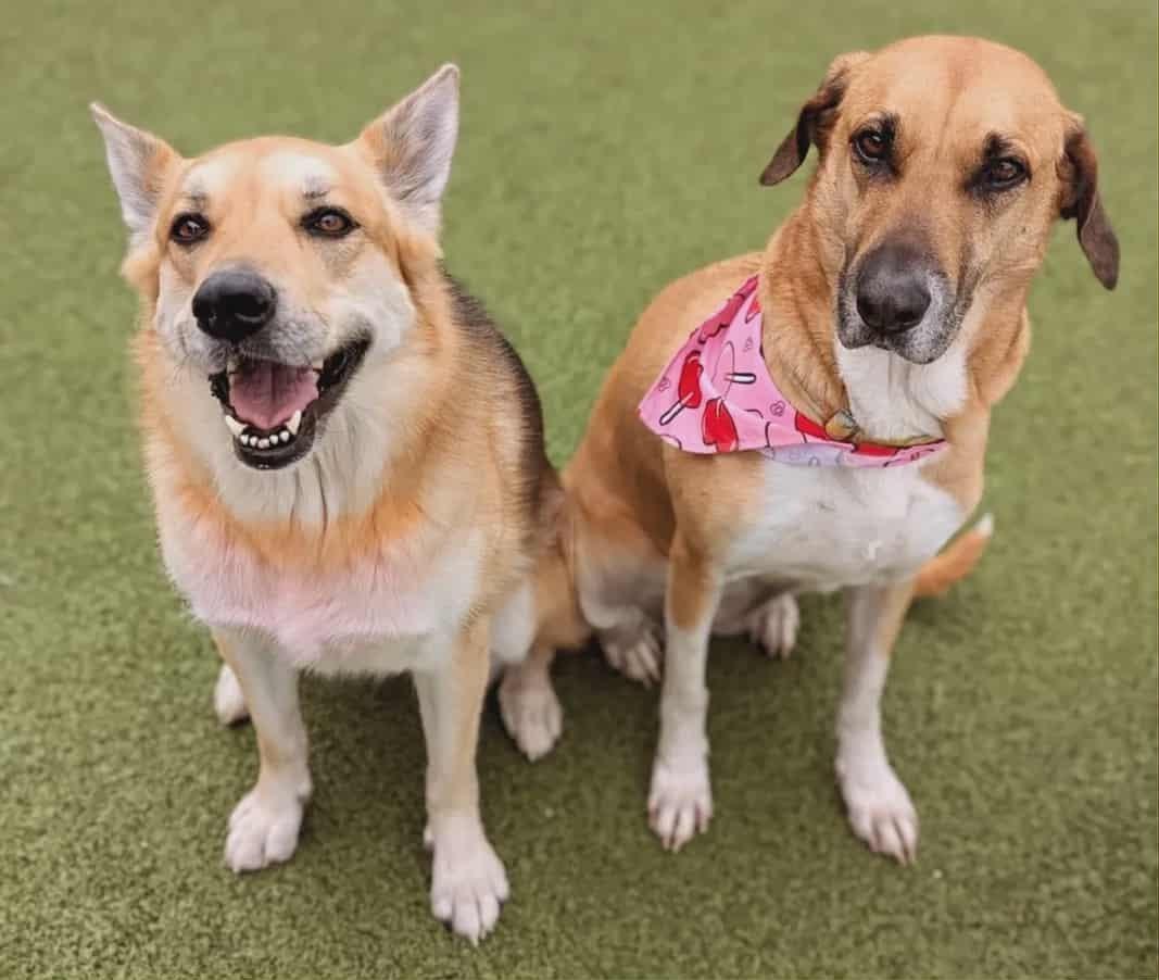 Lolli, a Adoptable mixed breed in Kansas City, MO image 1/5