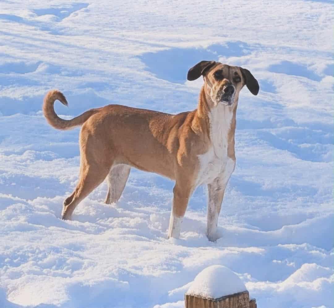 Lolli, a Adoptable mixed breed in Kansas City, MO image 3/5