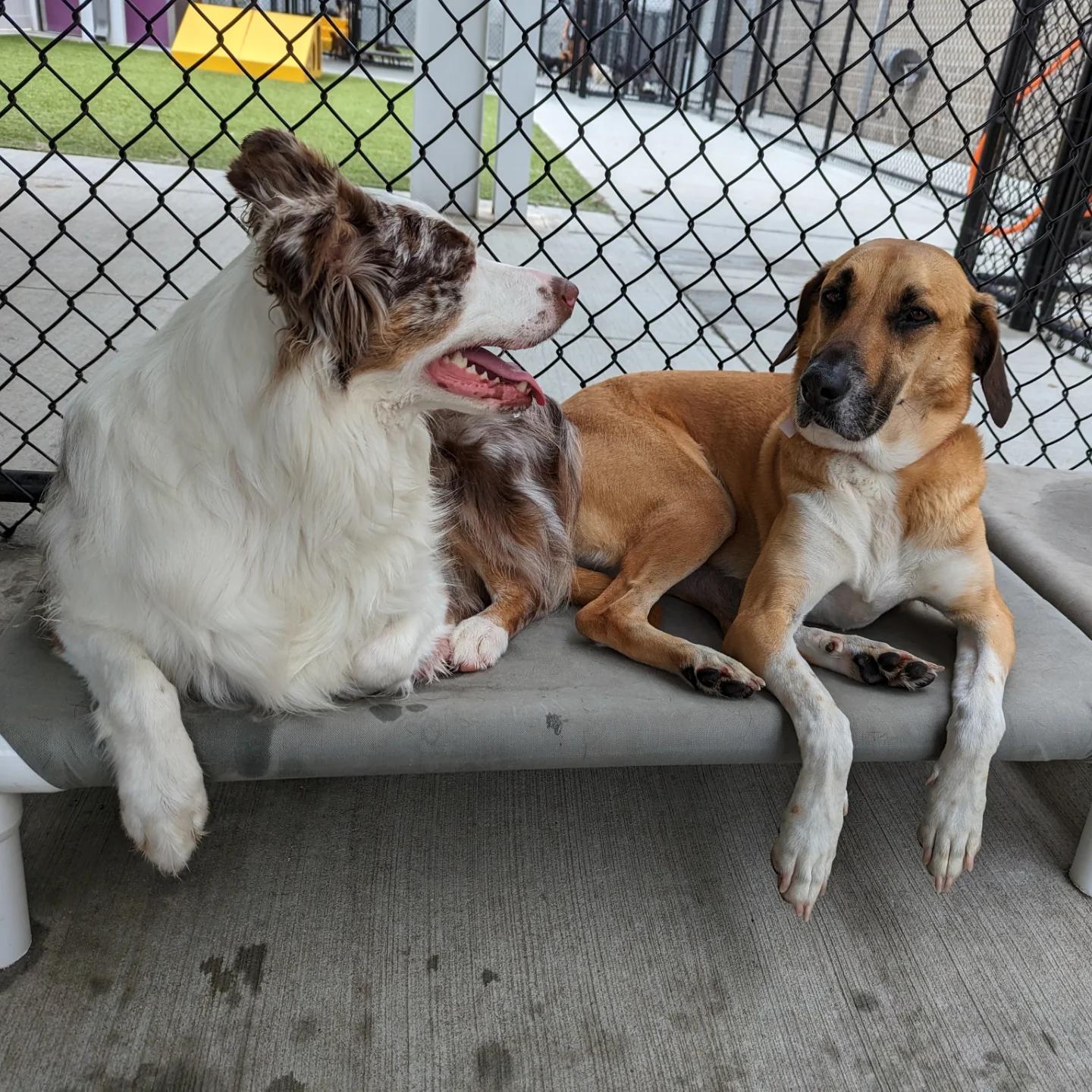 Lolli, a Adoptable mixed breed in Kansas City, MO image 4/5