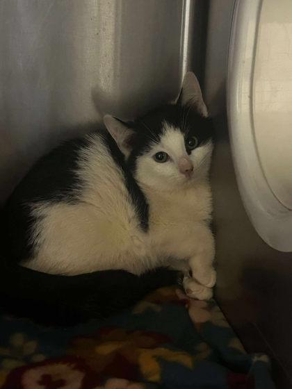 Enlarge Joffrey, a Adoptable Domestic Short Hair in Spruce Pine, NC image 1/1