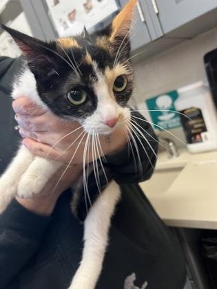 Enlarge Callie, a Adoptable mixed breed in Wichita, KS image 1/2