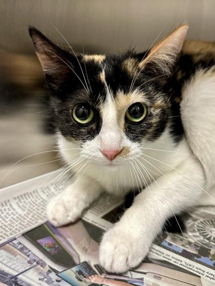 Enlarge Callie, a Adoptable mixed breed in Wichita, KS image 2/2