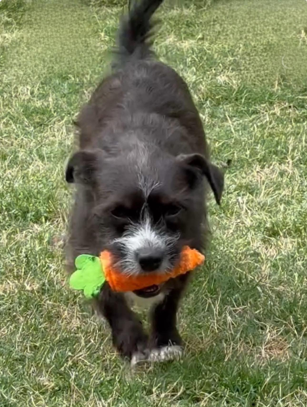 Enlarge Truffles, a Adoptable mixed breed in Rockwall, TX image 6/6
