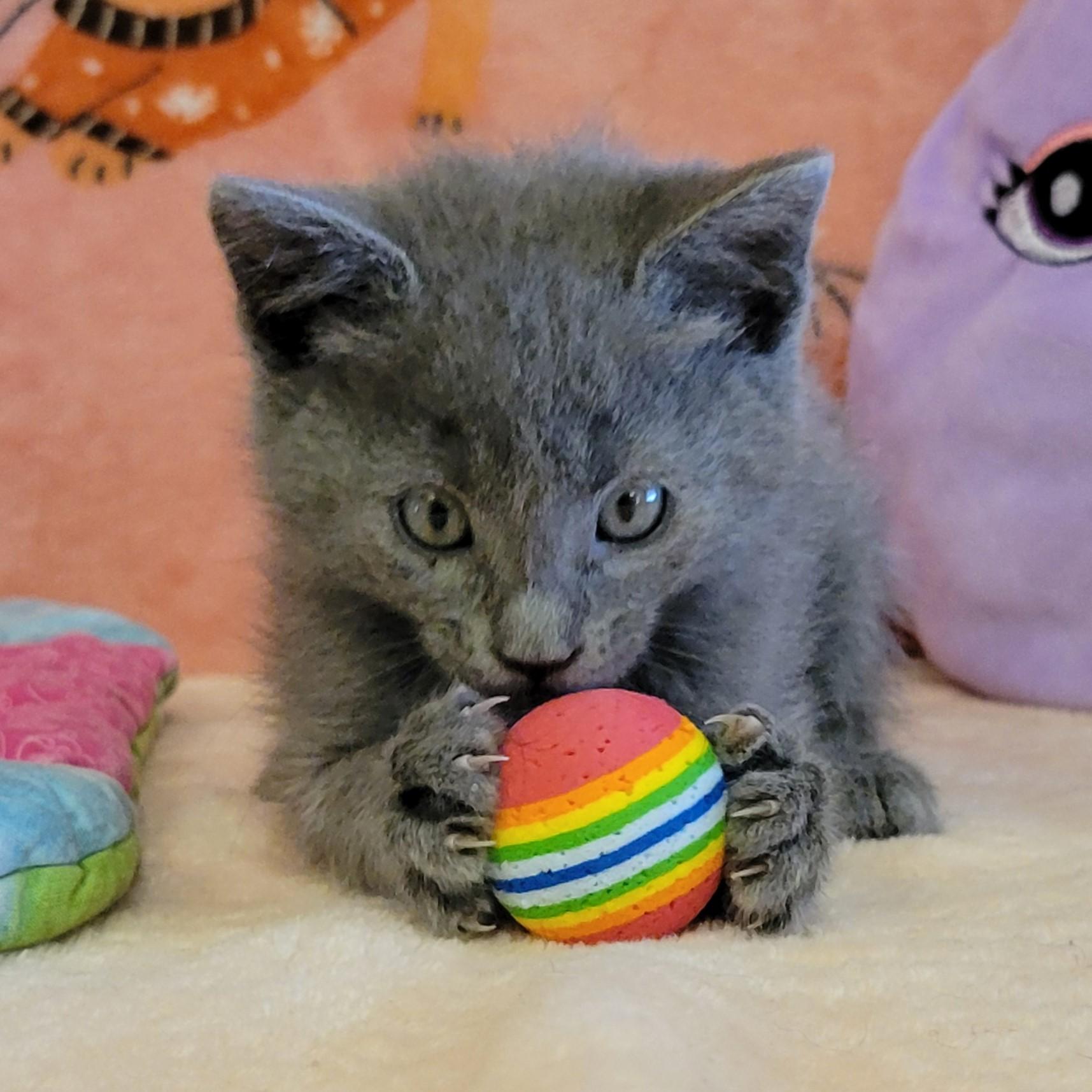 Enlarge Towny, a ADOPTABLE mixed breed in ALPINE, TX image 4/6