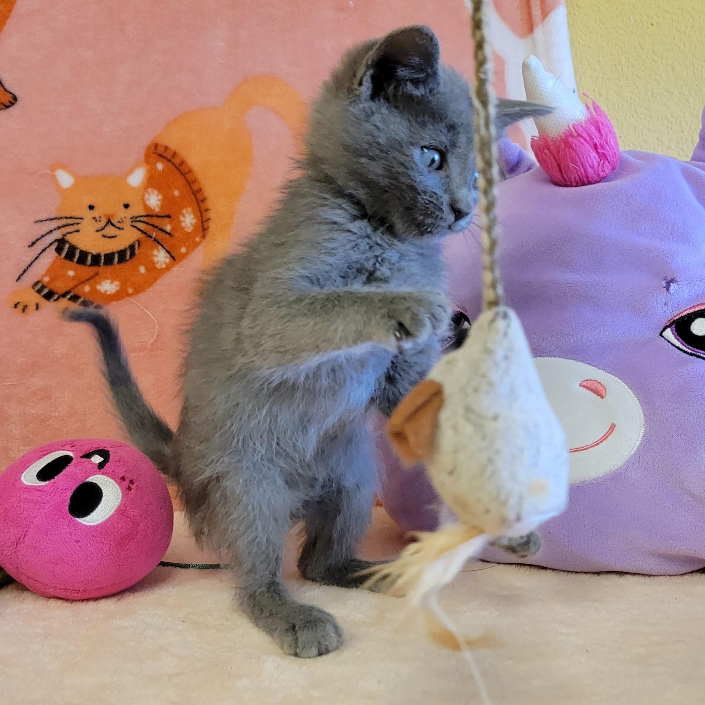 Enlarge Towny, a ADOPTABLE mixed breed in ALPINE, TX image 6/6