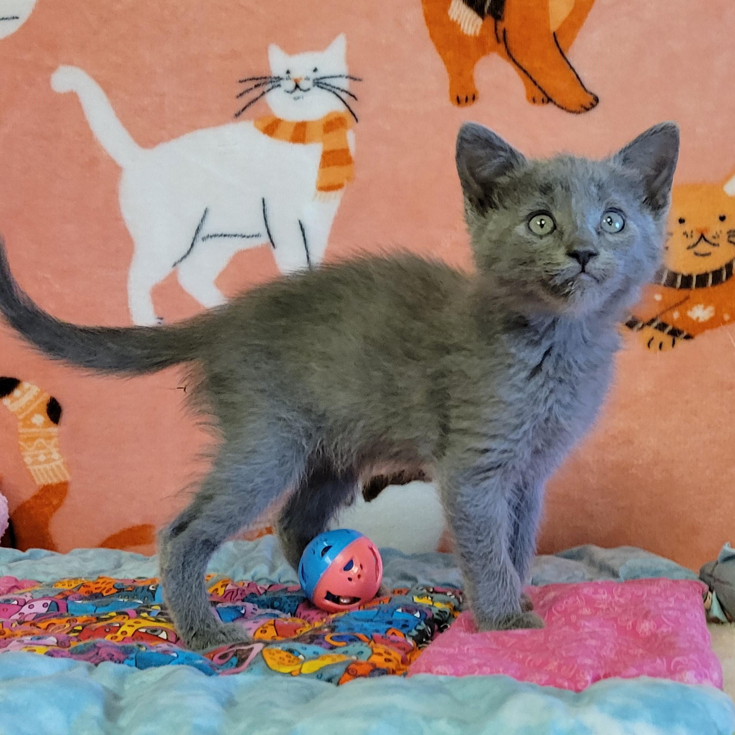 Towny, ADOPTABLE, Young Female Domestic Medium Hair.
