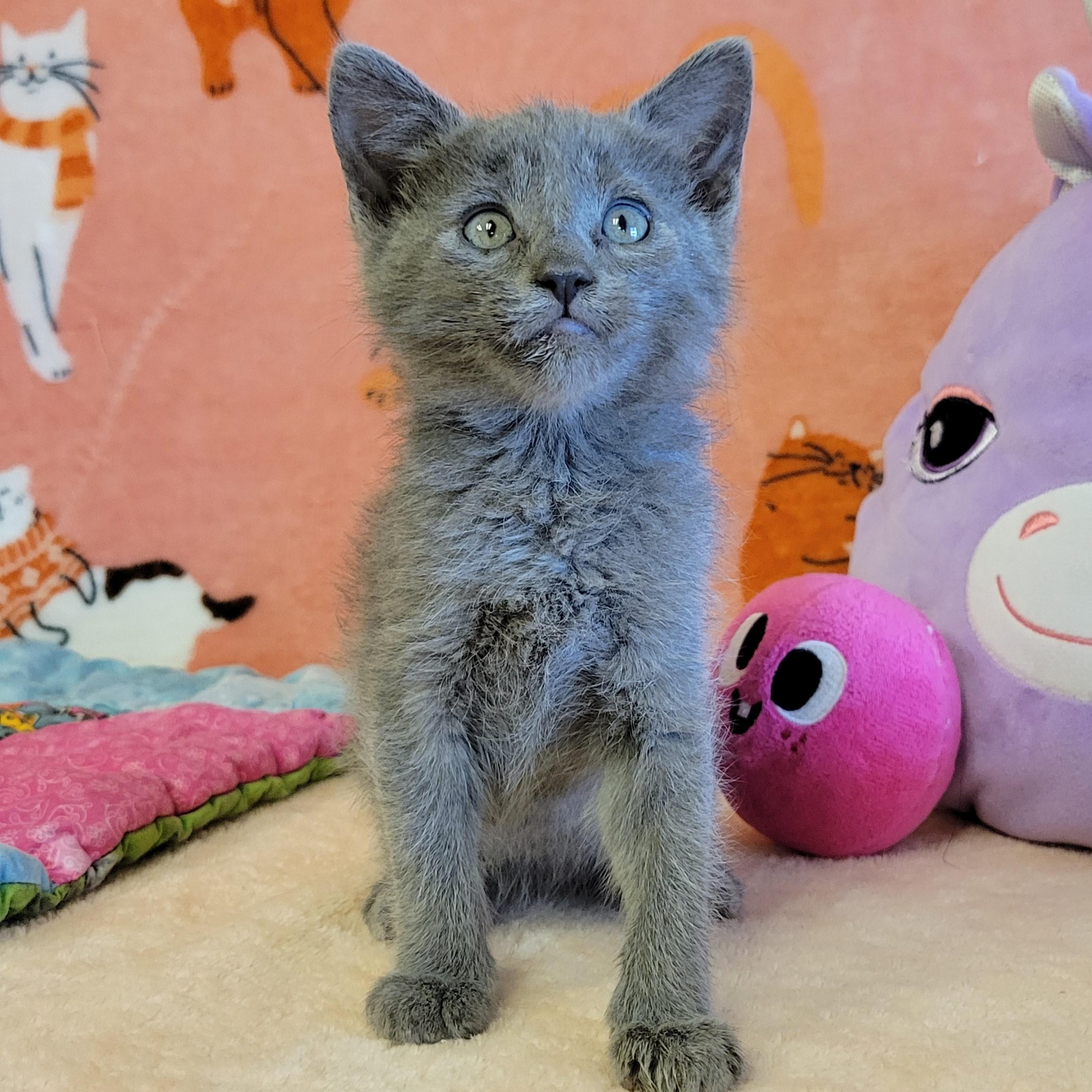 Enlarge Towny, a ADOPTABLE mixed breed in ALPINE, TX image 5/6