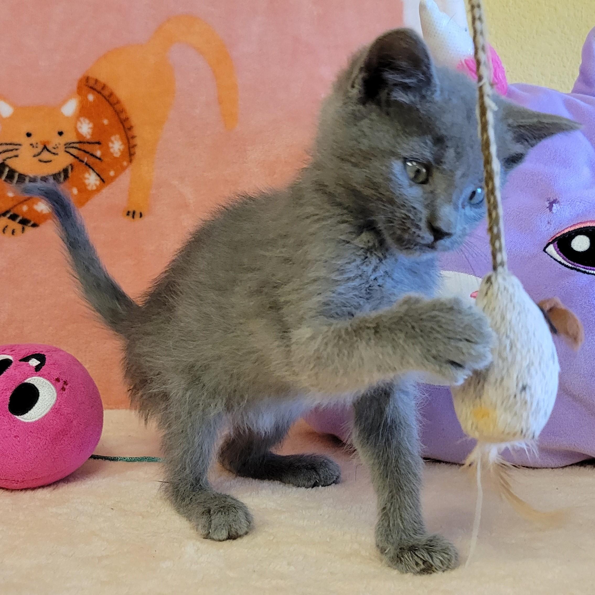 Enlarge Towny, a ADOPTABLE mixed breed in ALPINE, TX image 2/6
