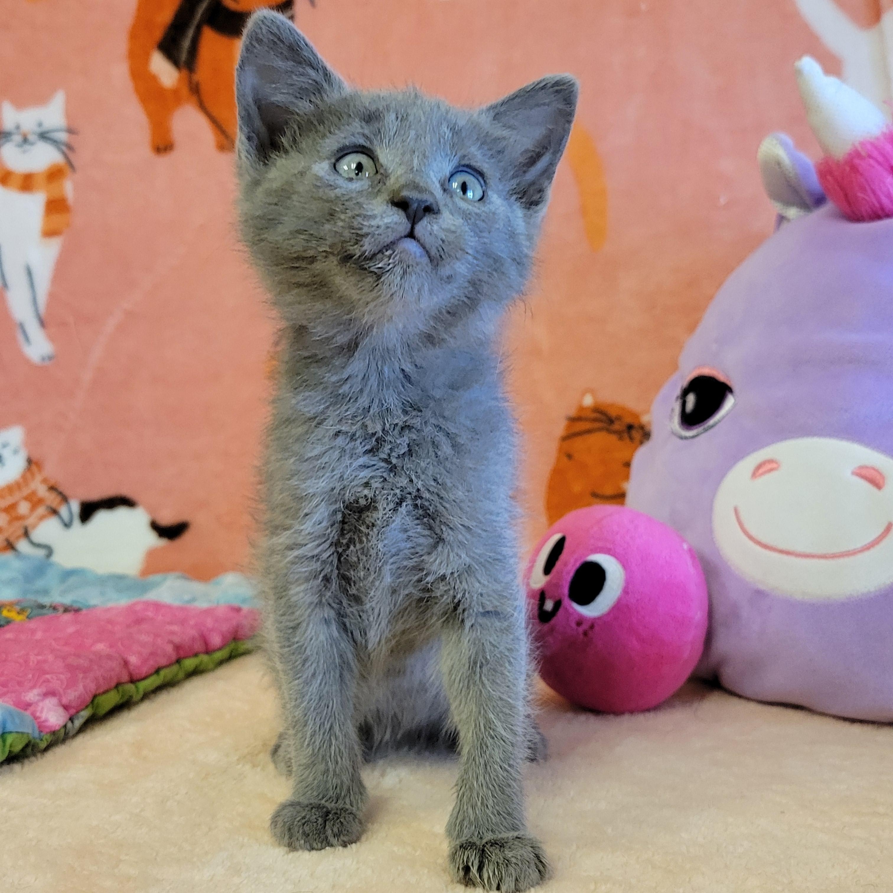 Enlarge Towny, a ADOPTABLE mixed breed in ALPINE, TX image 3/6