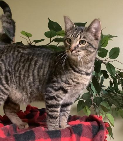 Milo, Adoptable, Young Male Domestic Short Hair & Domestic Short Hair.