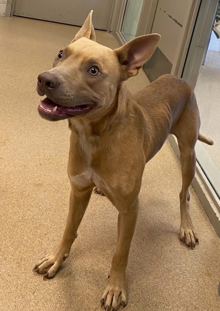 Enlarge Flash, a Adoptable Pit Bull Terrier in Brenham, TX image 1/6