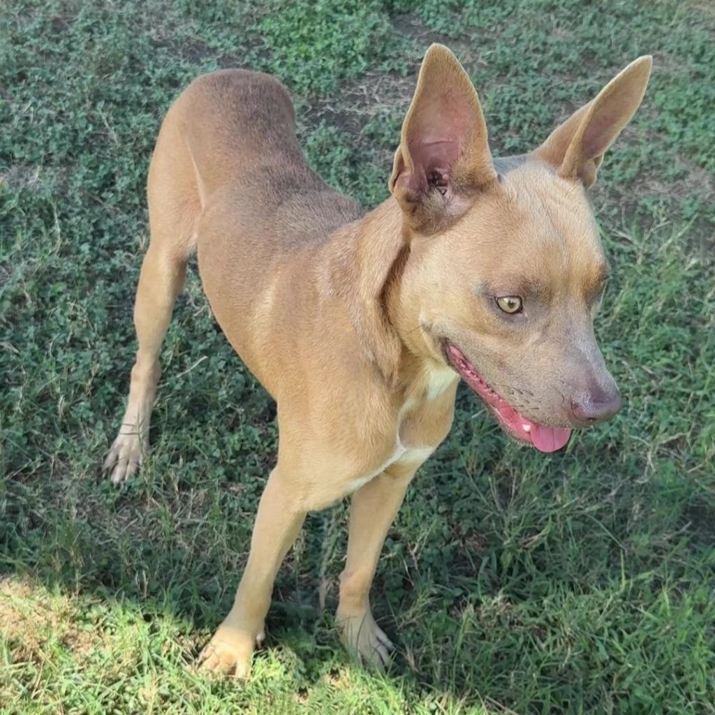 Enlarge Flash, a Adoptable Pit Bull Terrier in Brenham, TX image 6/6