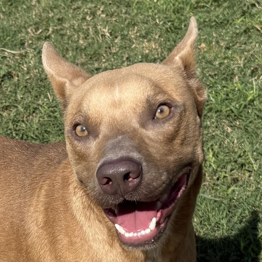 Enlarge Flash, a Adoptable Pit Bull Terrier in Brenham, TX image 2/6