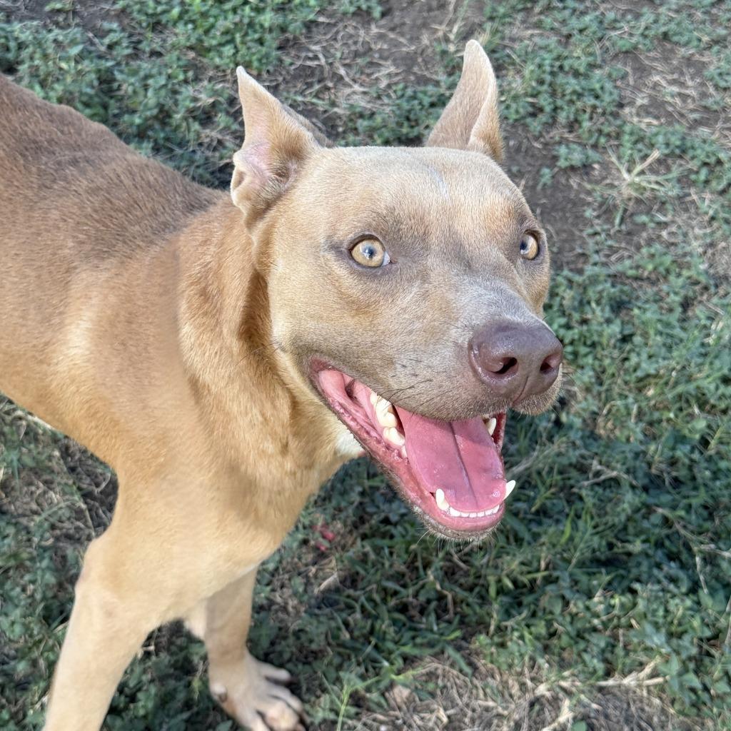 Enlarge Flash, a Adoptable Pit Bull Terrier in Brenham, TX image 4/6
