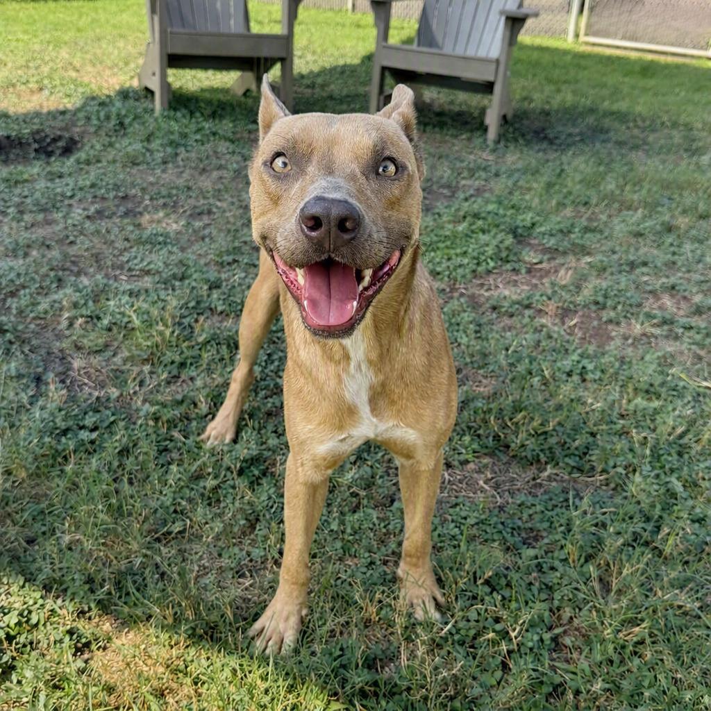 Enlarge Flash, a Adoptable Pit Bull Terrier in Brenham, TX image 5/6