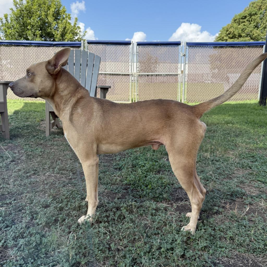 Enlarge Flash, a Adoptable Pit Bull Terrier in Brenham, TX image 3/6