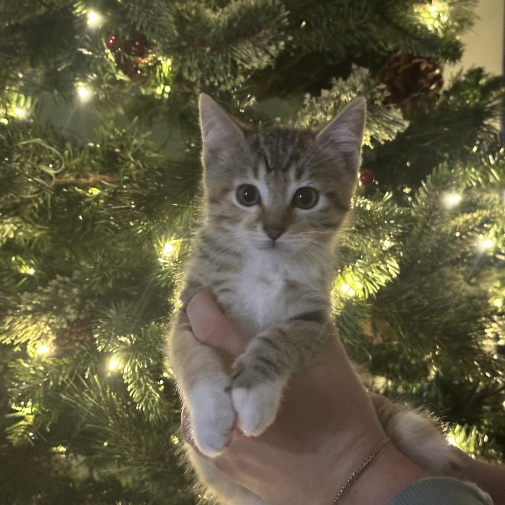 Nutmeg, a Adoptable Domestic Short Hair in Washougal, WA image 1/6