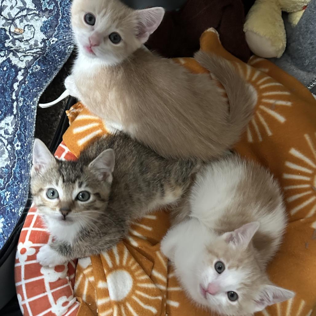 Nutmeg, a Adoptable Domestic Short Hair in Washougal, WA image 2/6