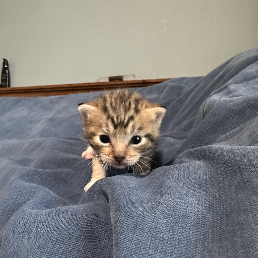 Nutmeg, a Adoptable Domestic Short Hair in Washougal, WA image 3/6