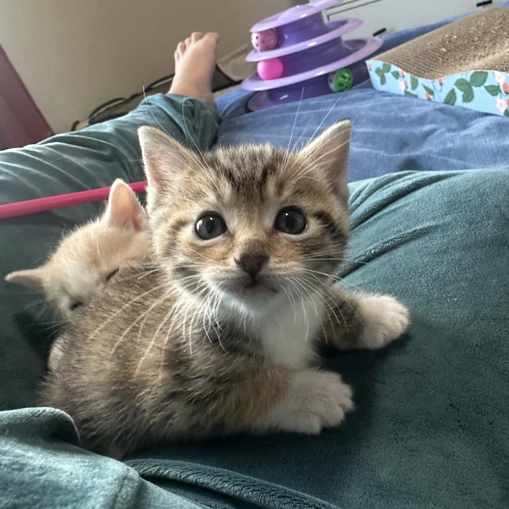 Nutmeg, a Adoptable Domestic Short Hair in Washougal, WA image 4/6
