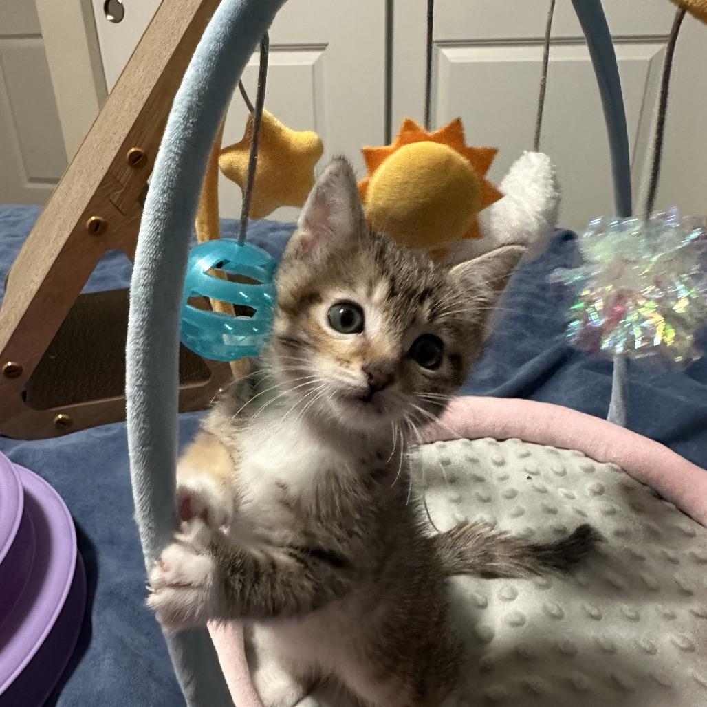 Nutmeg, a Adoptable Domestic Short Hair in Washougal, WA image 5/6