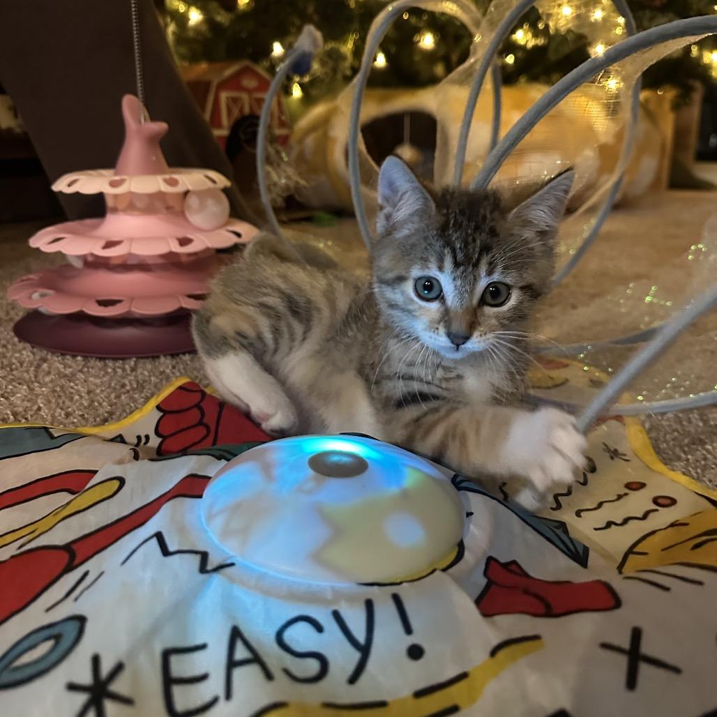 Nutmeg, a Adoptable Domestic Short Hair in Washougal, WA image 6/6